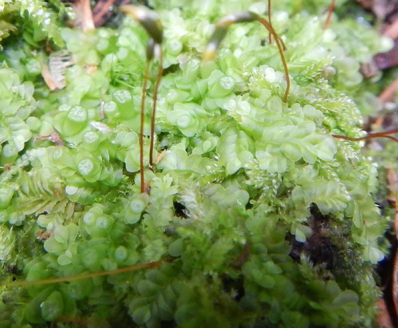 Liochlaena lanceolata